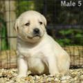 Chiot Labrador Lof