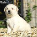 Chiot Labrador Lof