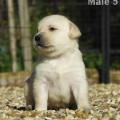 Chiot Labrador Lof