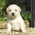 Chiot Labrador Lof