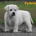 Chiot Labrador Lof