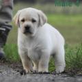 Chiot Labrador Lof