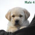 Chiot Labrador Lof