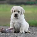 Chiot Labrador Lof